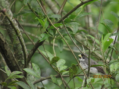 Sporophila caerulescens