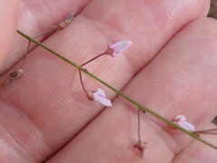 Desmodium strictum