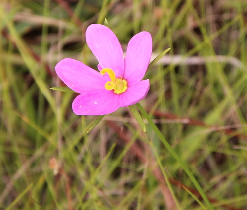Image of Sabatia campanulata by (c) Lauren McLaurin, some rights reserved (CC BY)