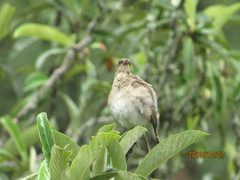 Turdus amaurochalinus
