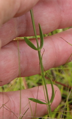 Sabatia campanulata