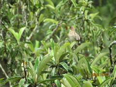 Turdus amaurochalinus