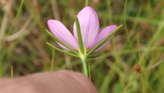 Sabatia campanulata