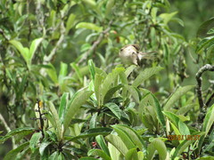Turdus amaurochalinus