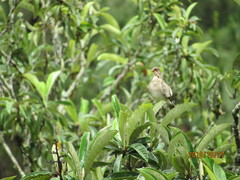 Turdus amaurochalinus