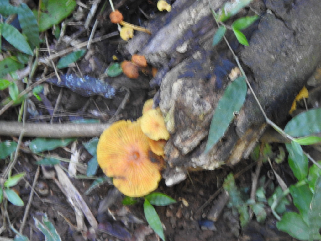 Heimiomyces tenuipes · April 2023 · photo: © carancho (iNaturalist, cc-by)