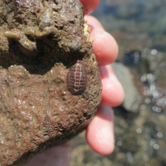 Chitonoidea