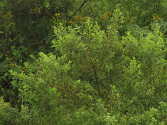 Vernonanthura patens