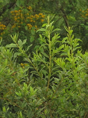 Vernonanthura patens