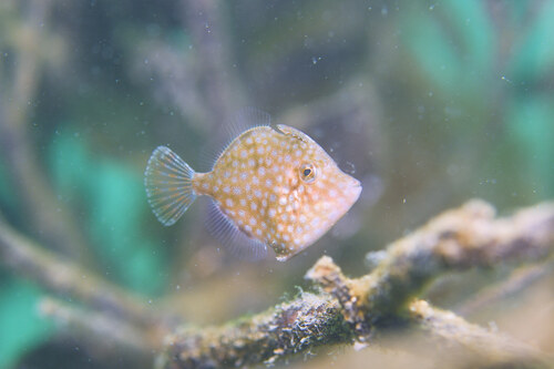 Whitespotted pygmy filefish (Rudarius ercodes) — Monacanthidae — 4