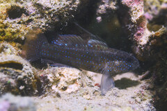 Starry Goby photo 3