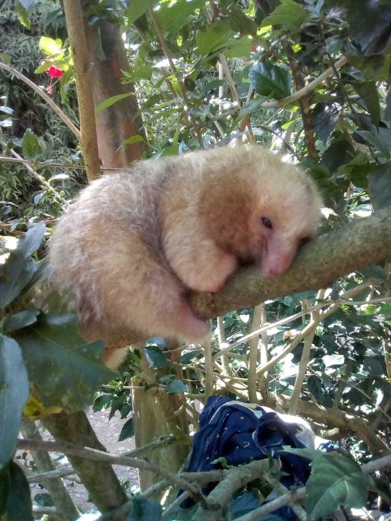 Central American Silky Anteater