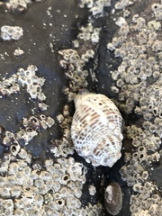 Acanthinucella spirata