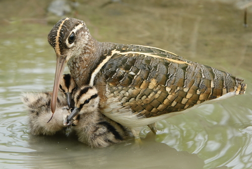 Greater Painted-Snipe