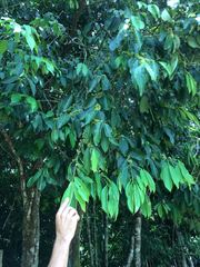 Erythroxylaceae