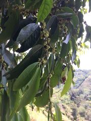 Erythroxylaceae
