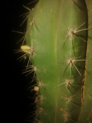 Cereeae
