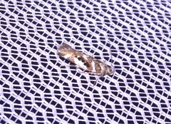 Aristotelia elegantella