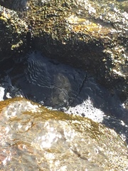 Mytilus californianus