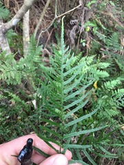 Blechnum molle