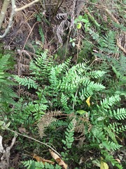 Blechnum molle
