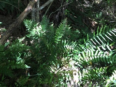 Blechnum molle