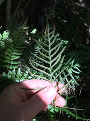 Blechnum molle