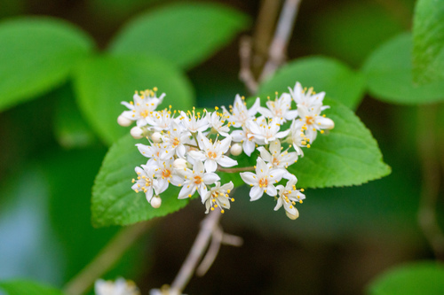 Deutzia scabra