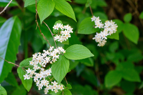 Deutzia scabra