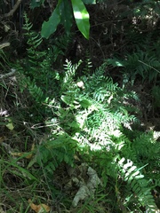 Blechnum molle