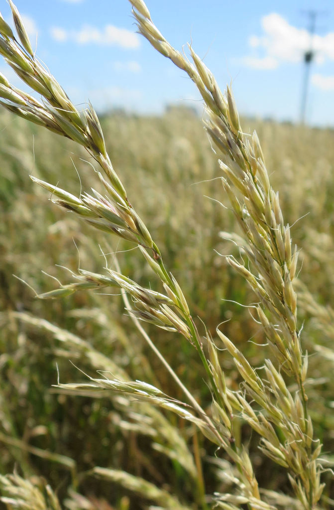 tall oat grass from Dickson Road, Maronan on December 10, 2015 by Alice ...