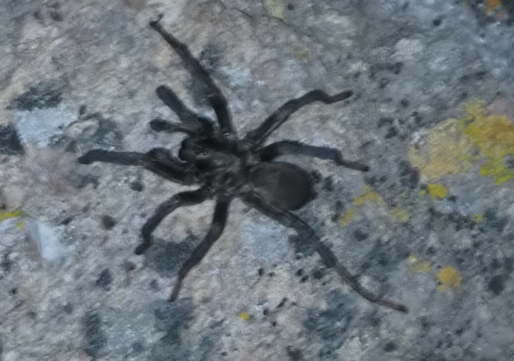 Calisoga longitarsis (Simon, 1891)