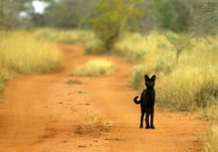 Leptailurus serval