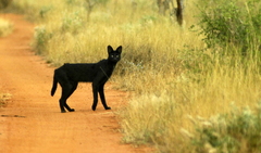 Leptailurus serval