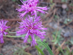 Vernonia acaulis