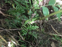 Blechnum molle