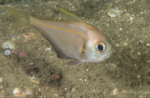 Smallscale bullseye (Pempheris compressa) — Pempheridae