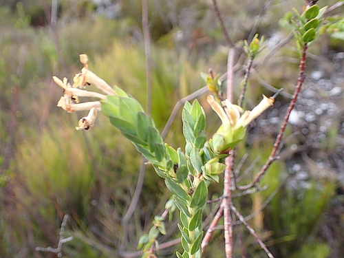 Image of Gnidia oppositifolia by no rights reserved