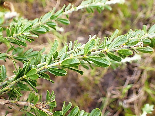 Image of Gnidia oppositifolia by no rights reserved