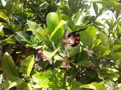 Pygodasis ephippium ephippium