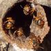 Pectoral Robust-Stingless Bee - Photo (c) dcslaugh, some rights reserved (CC BY-NC), uploaded by dcslaugh