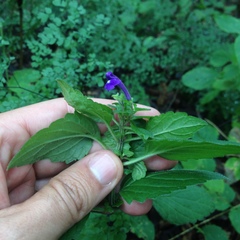 Scutellaria dumetorum