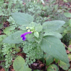 Scutellaria dumetorum