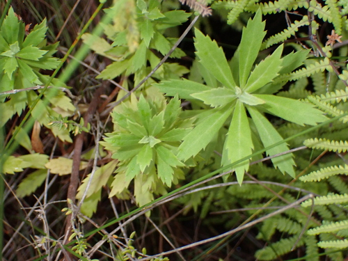 Image of Osmitopsis osmitoides by no rights reserved