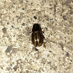 Labarrus cincticulus