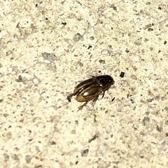 Labarrus cincticulus