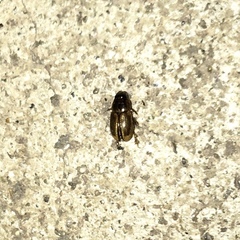 Labarrus cincticulus