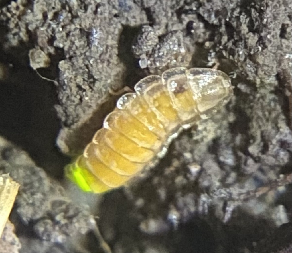 Phausis christineae