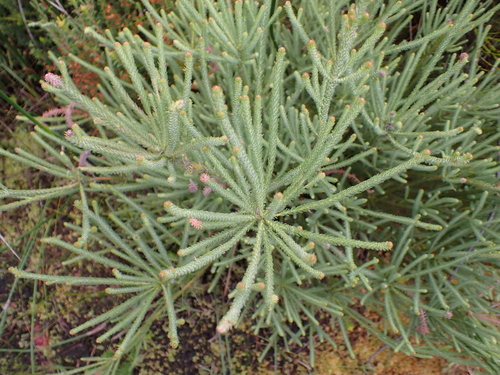 Image of Berzelia burchellii by no rights reserved