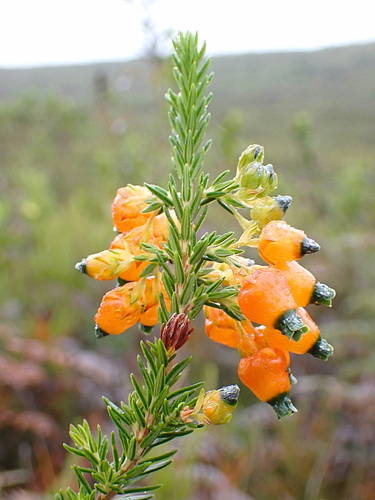 Image of Plain Chinese Lantern Heath (Erica blenna) by no rights reserved
